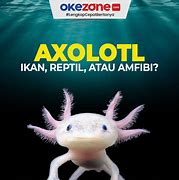 Axolotl Adalah Hewan