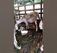 Kambing Melahirkan Kembar 5 Anaknya